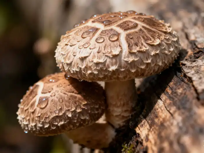 Why Organic Shiitake Powder Is Essential for Plant-Based Foods?